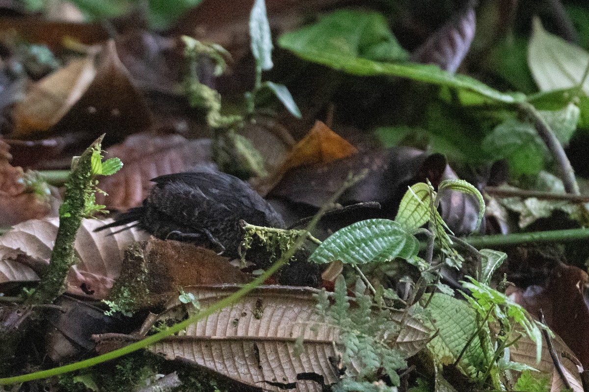 Nariño Tapaculo - ML645993871