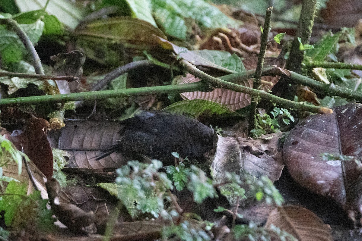 Nariño Tapaculo - ML645993872