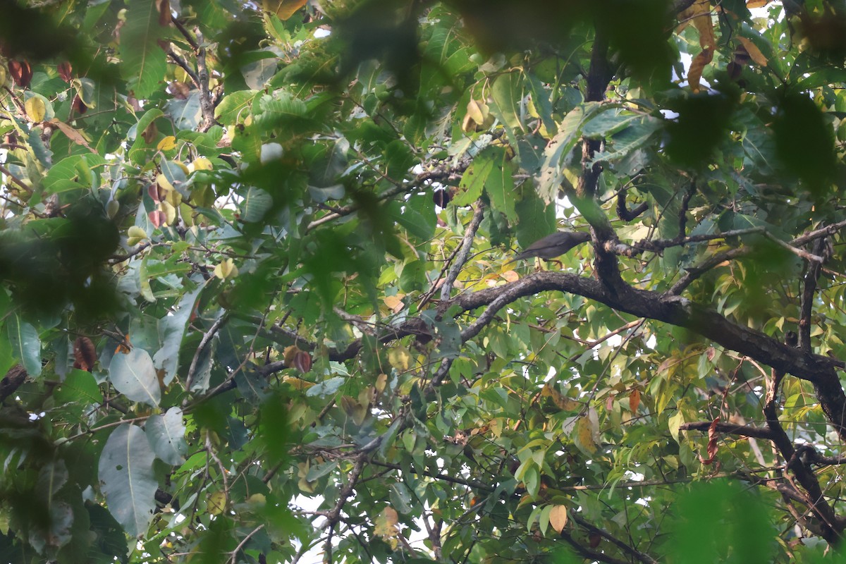 קיכלי תכלכל - ML645993881