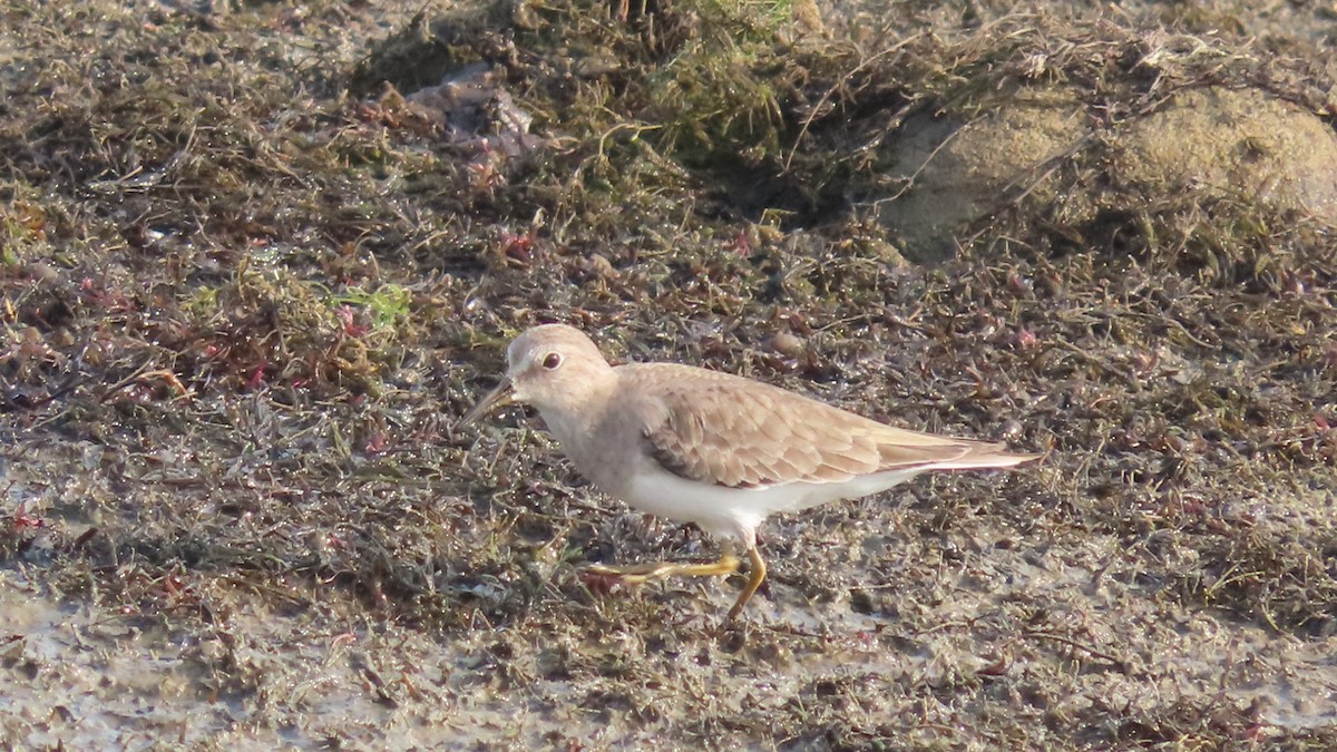 Temminck's Stint - ML645993886