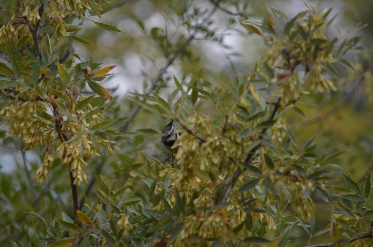 Bridled Titmouse - ML645993889