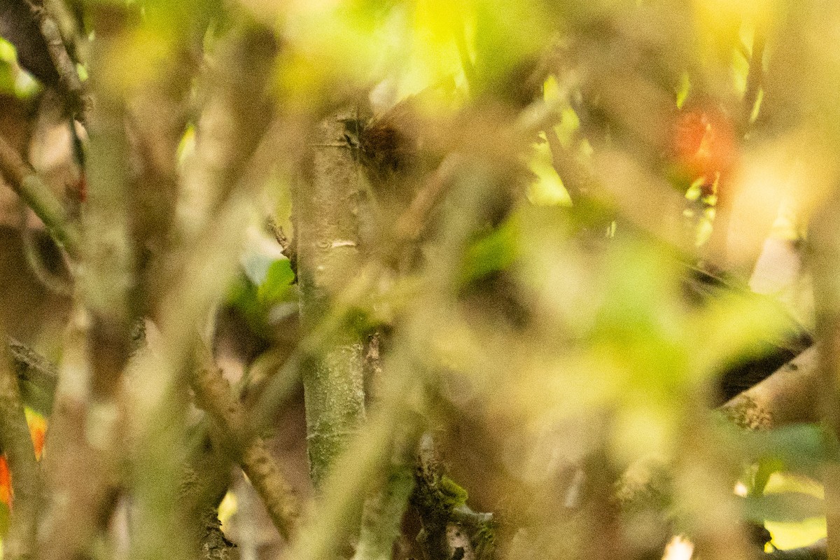 Striped Cuckoo - ML645993890