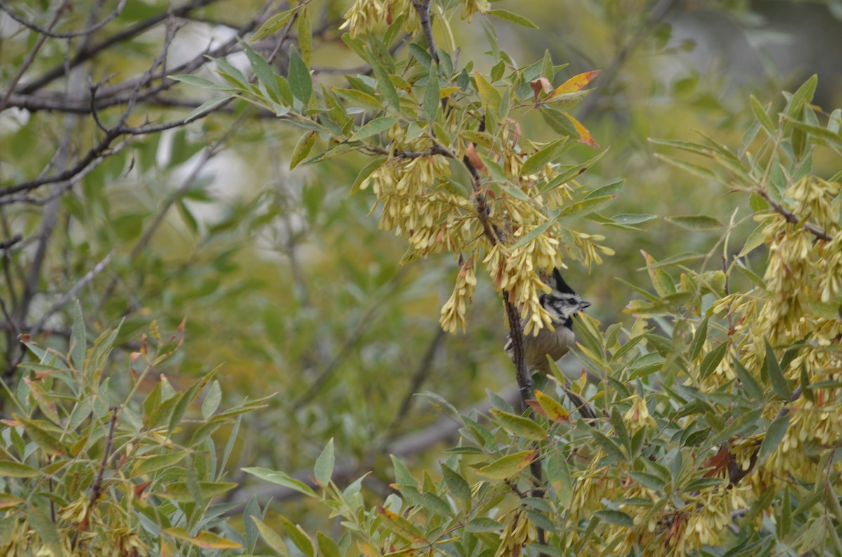 Bridled Titmouse - ML645993891