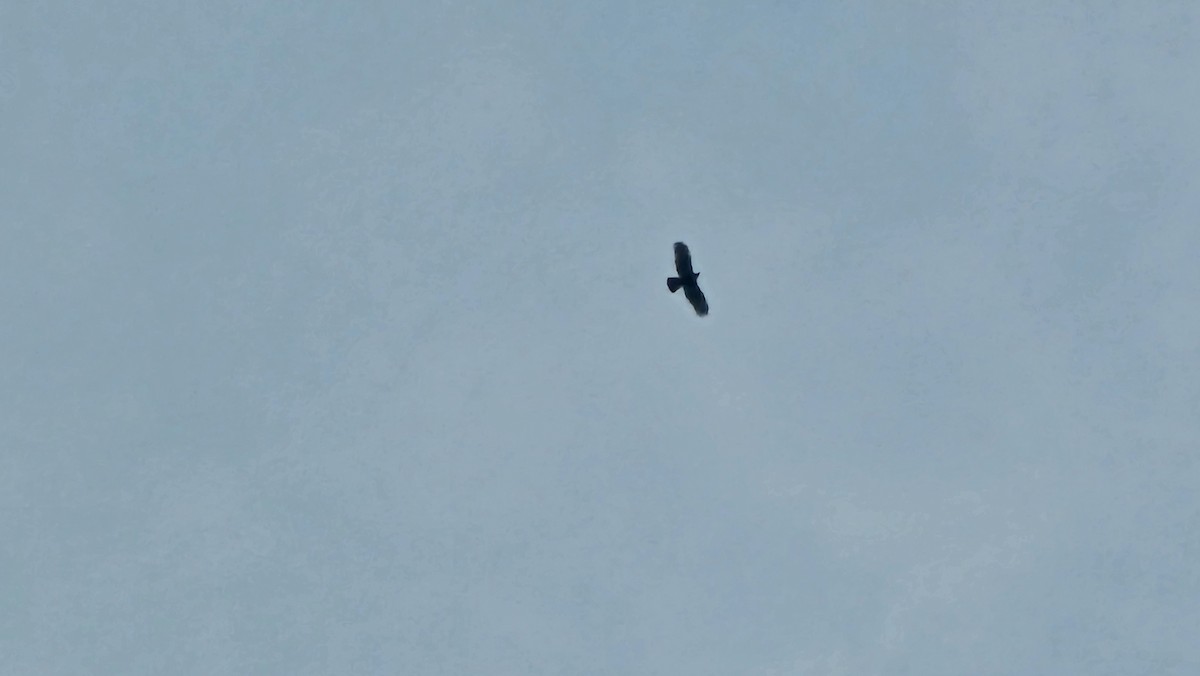 Oriental Honey-buzzard - ML645993896