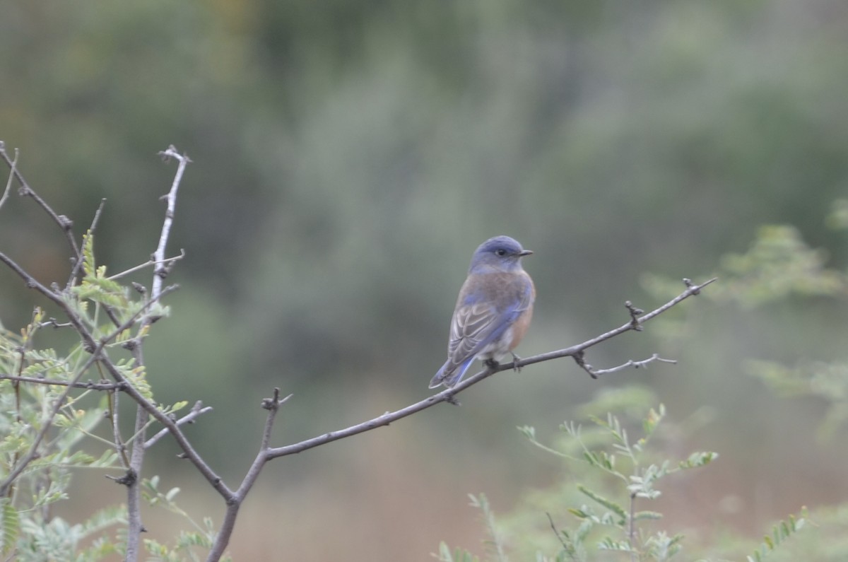 Western Bluebird - ML645993926