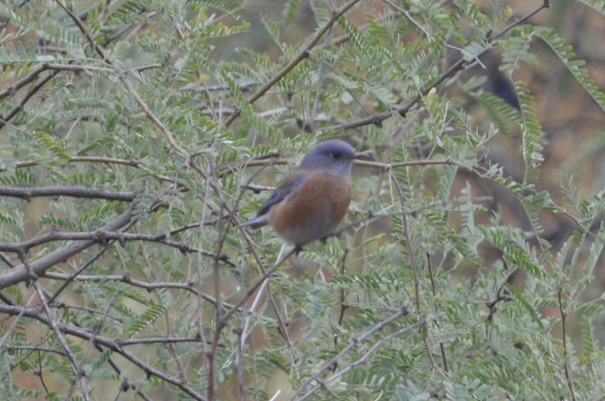 Western Bluebird - ML645993927