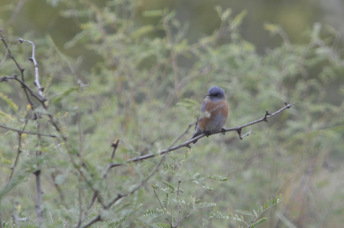 Western Bluebird - ML645993928