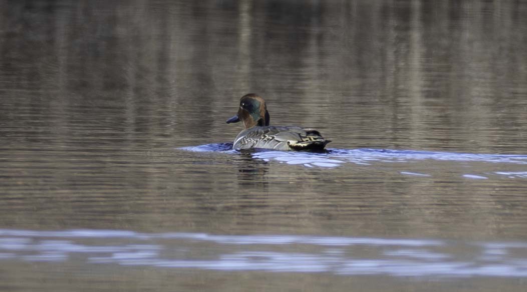 Green-winged Teal - ML645993929