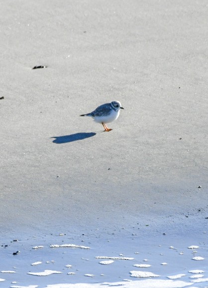 Piping Plover - ML645993931