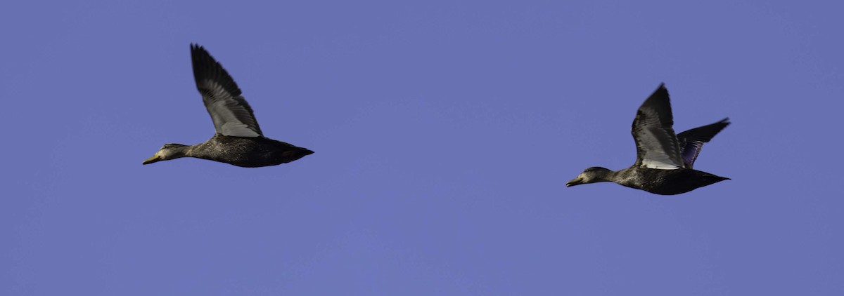 American Black Duck - ML645993939