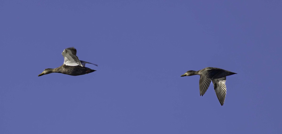 American Black Duck - ML645993940