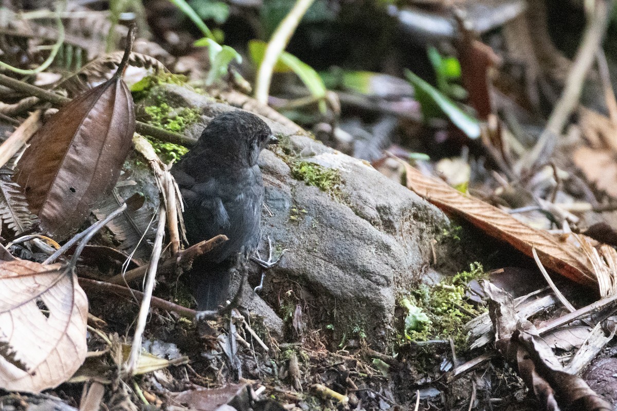 Nariño Tapaculo - ML645993950