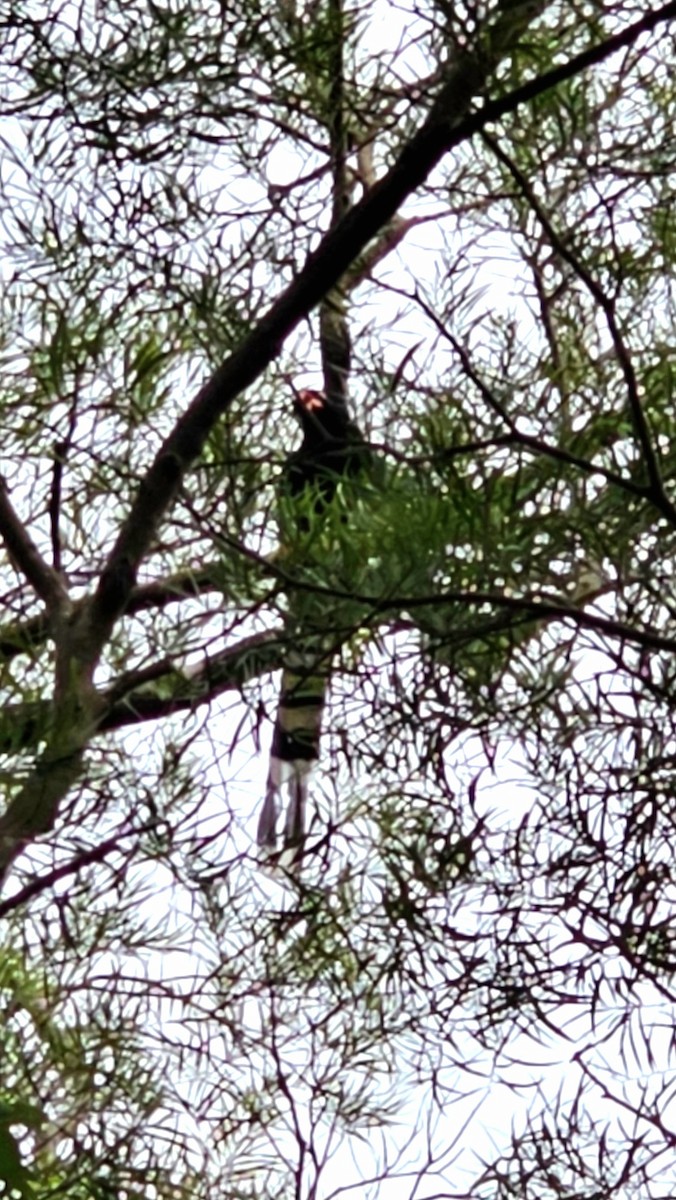 Taiwan Blue-Magpie - ML645993968