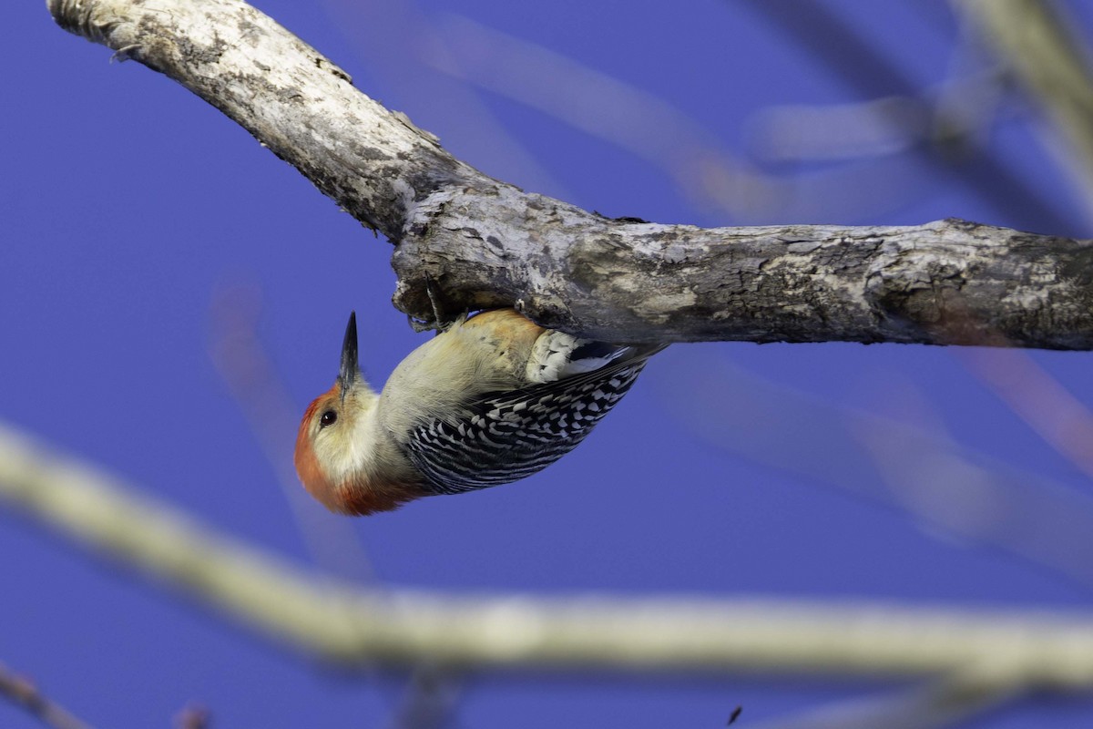 Red-bellied Woodpecker - ML645993973