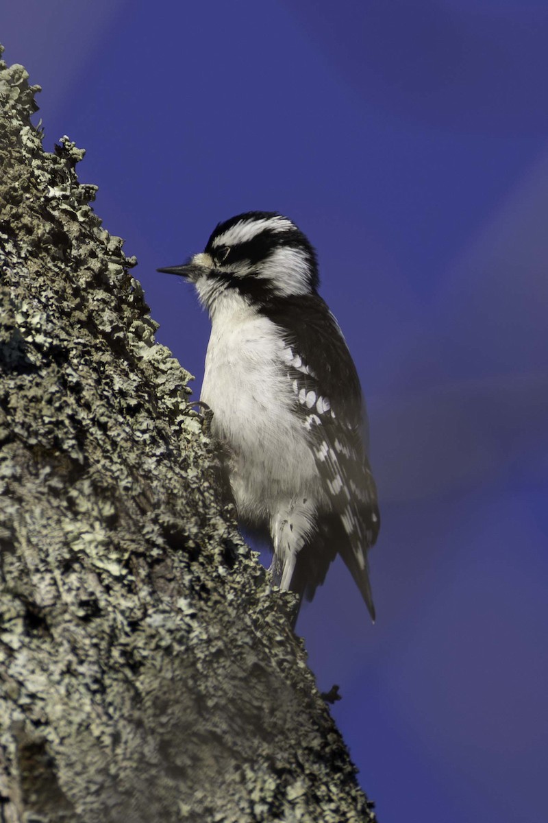 Downy Woodpecker - ML645993977