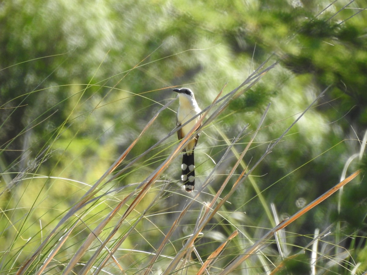 Dark-billed Cuckoo - ML645993983