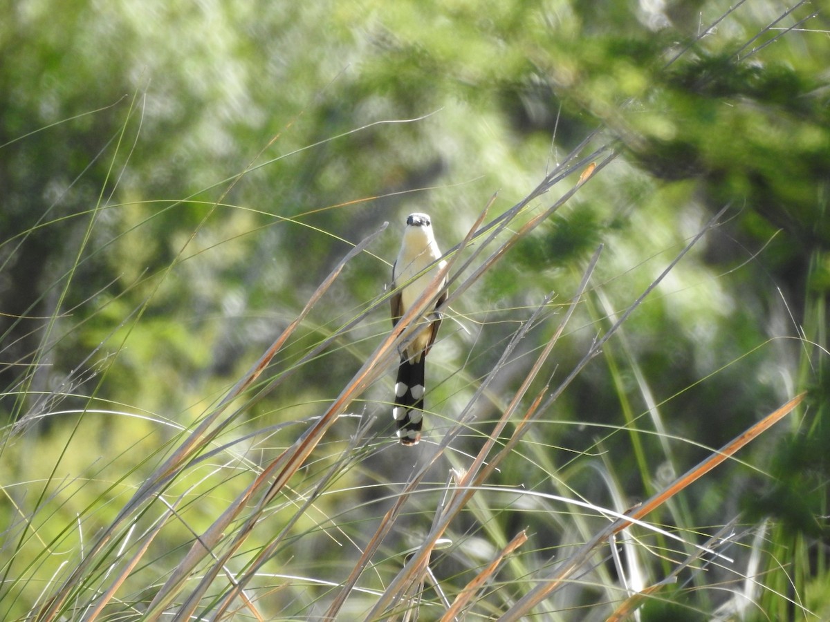 Dark-billed Cuckoo - ML645993984
