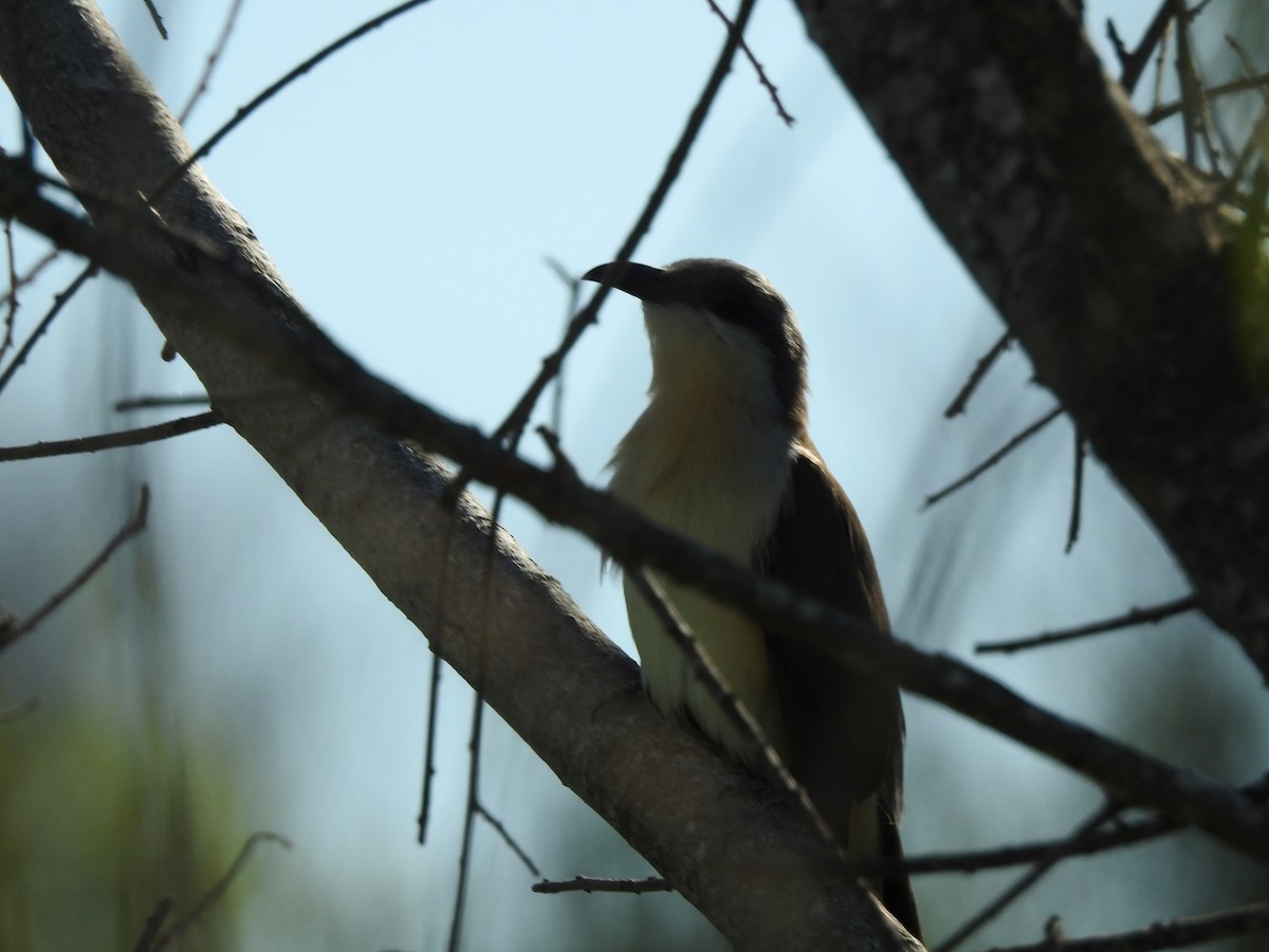 Dark-billed Cuckoo - ML645993985