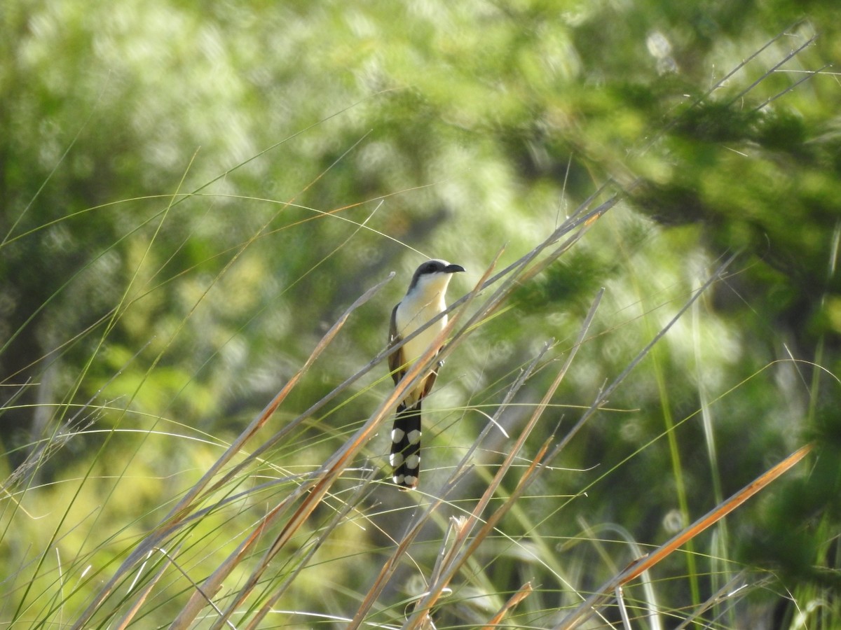 Dark-billed Cuckoo - ML645993986