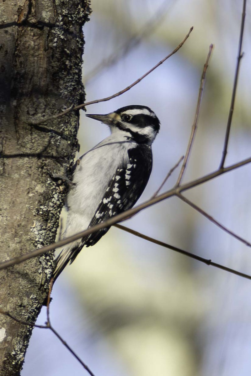 Hairy Woodpecker - ML645993988