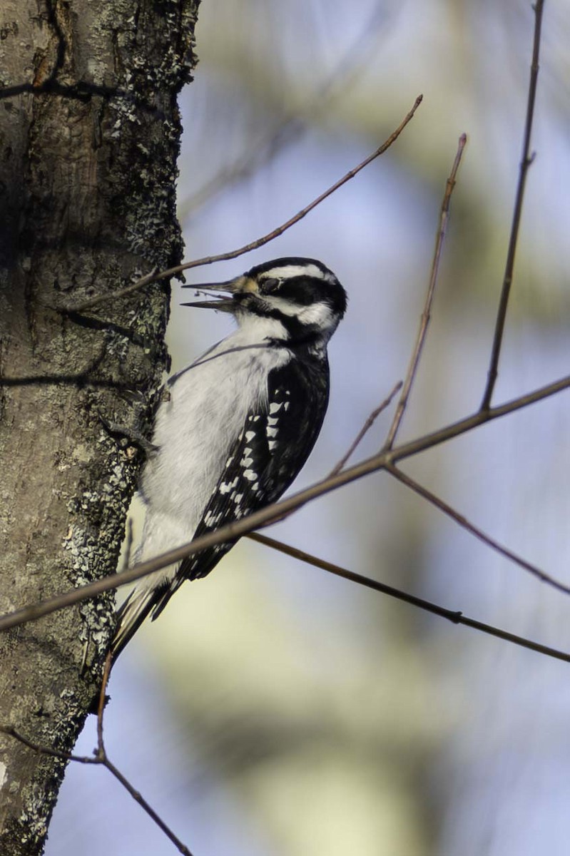 Hairy Woodpecker - ML645993989