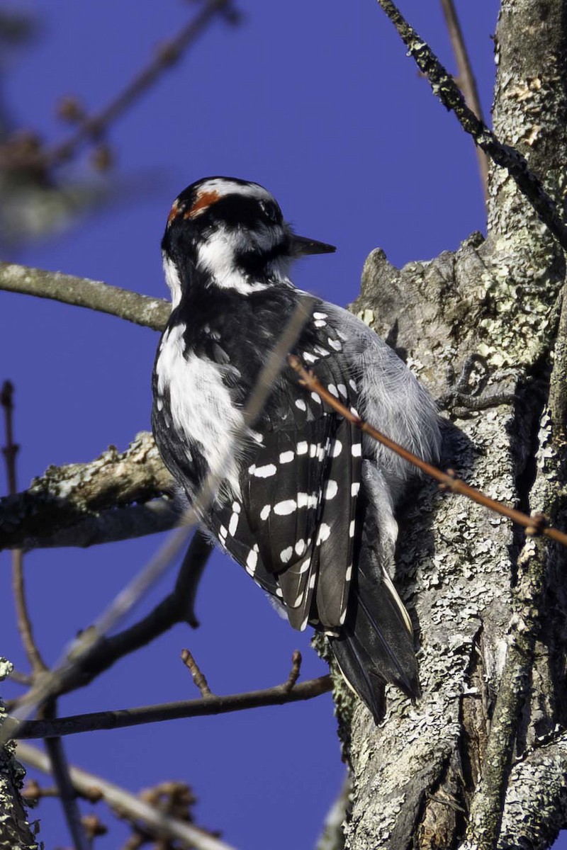 Hairy Woodpecker - ML645993990