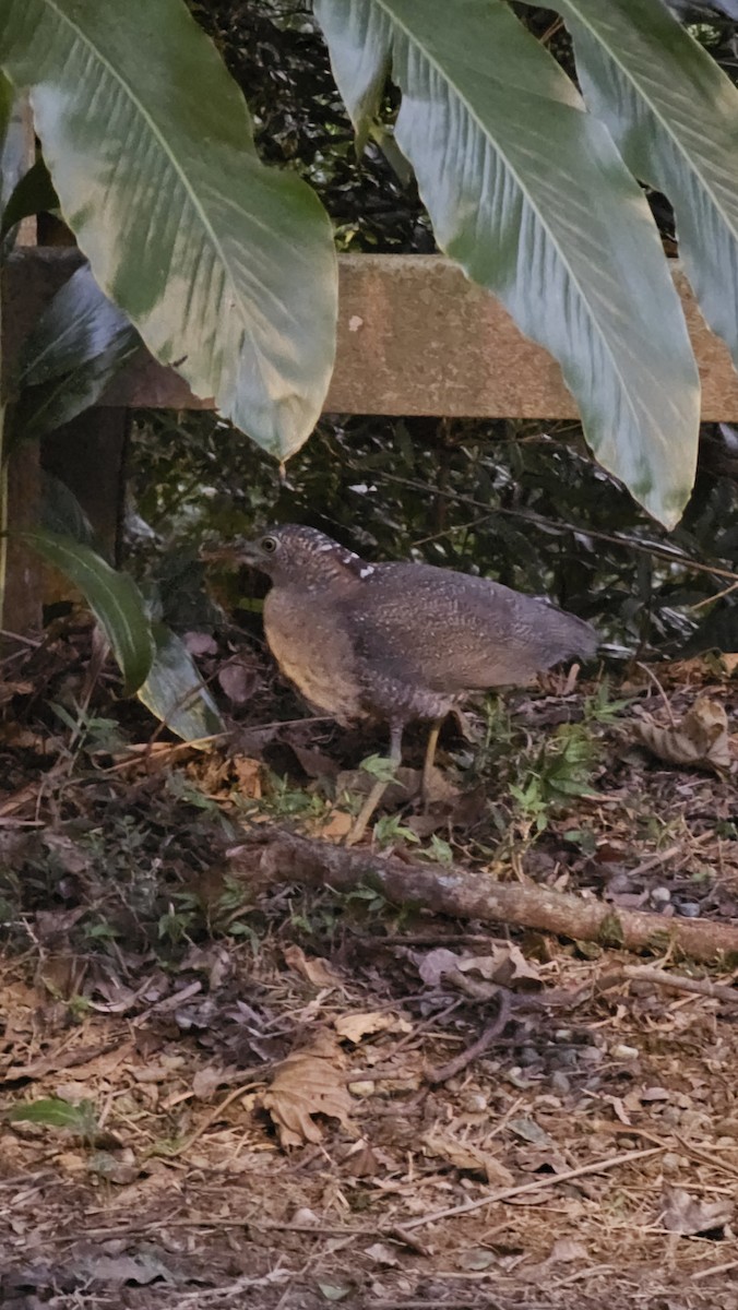 ズグロミゾゴイ - ML645993992