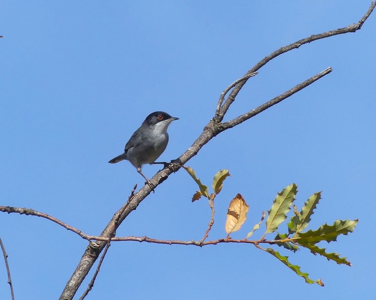 Samtkopf-Grasmücke - ML645993999