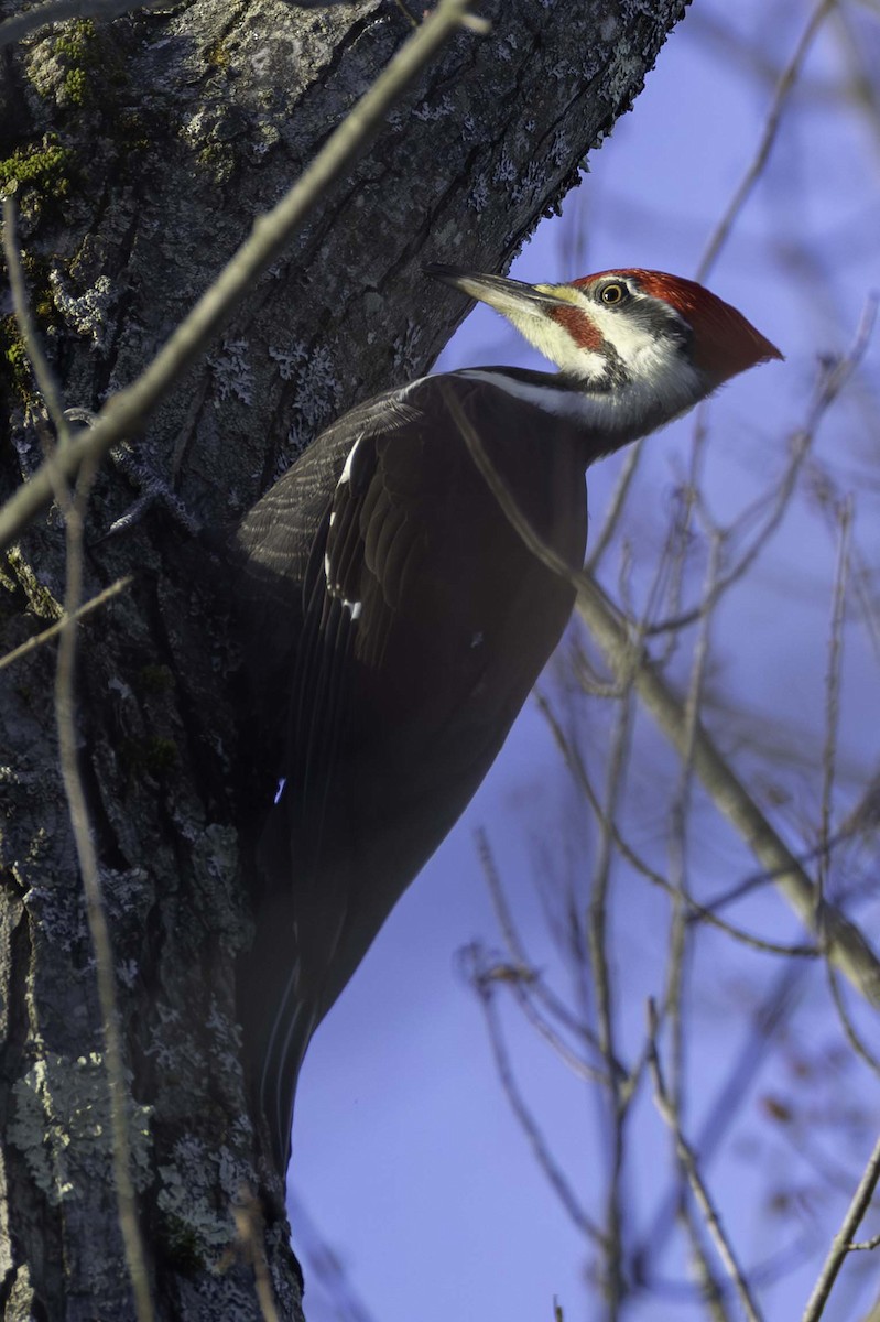 Pileated Woodpecker - ML645994002