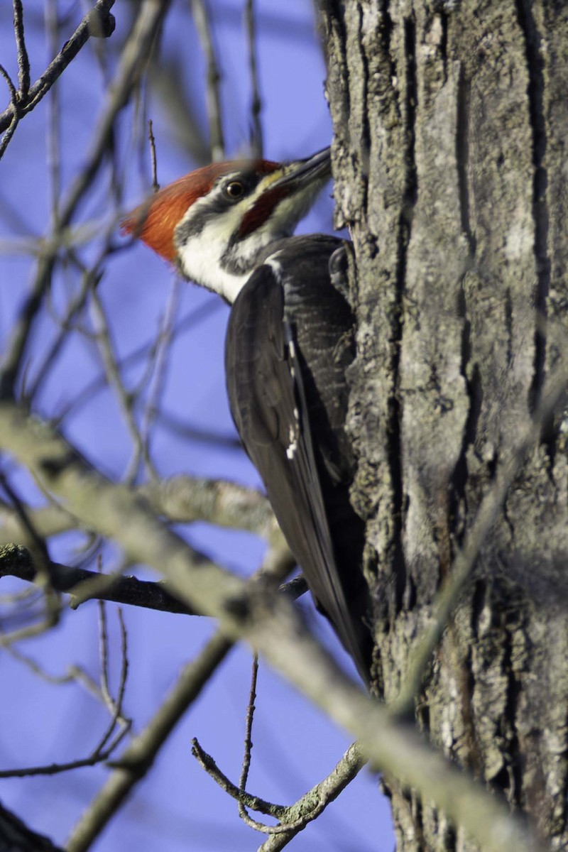 Pileated Woodpecker - ML645994003