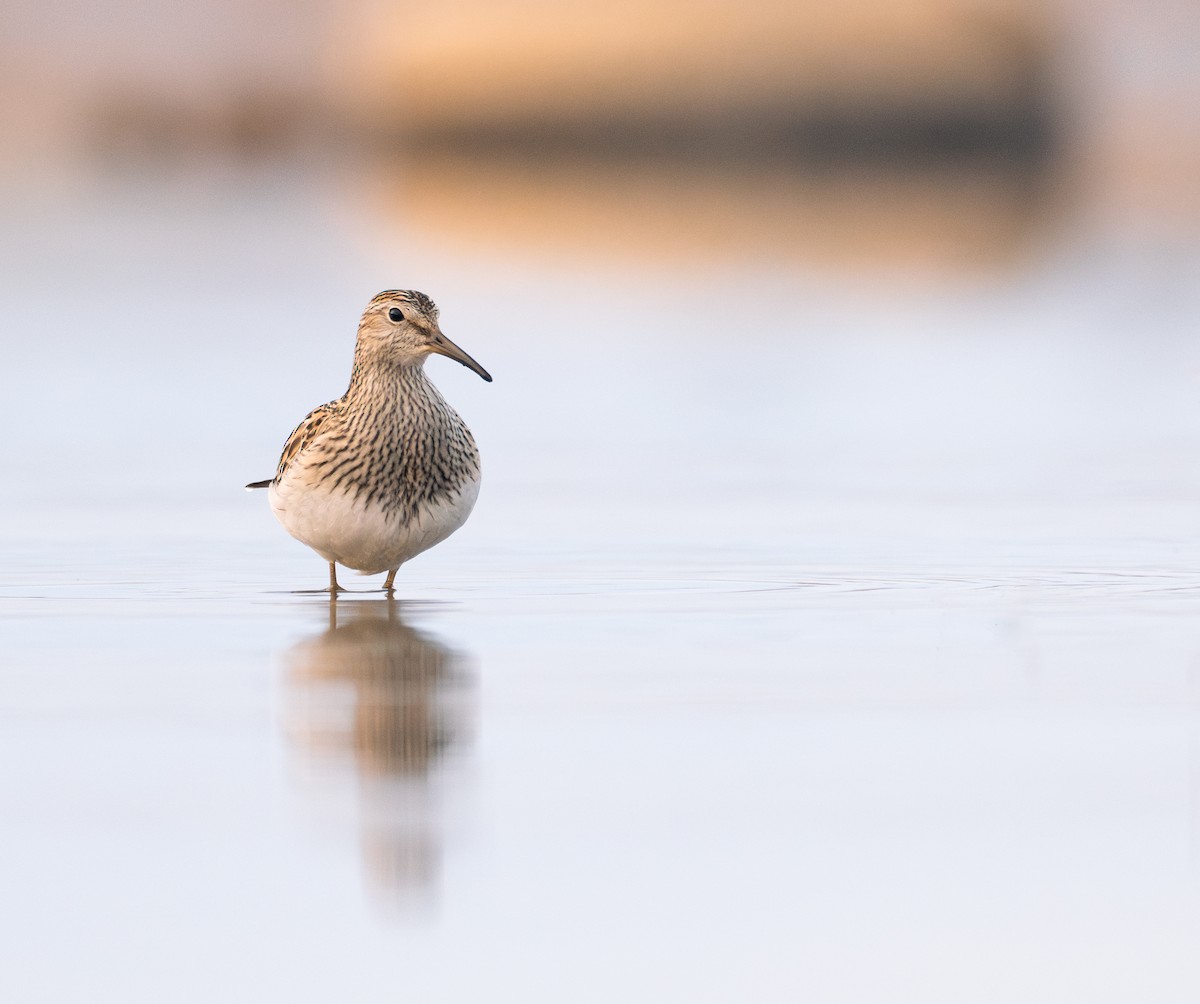 Pectoral Sandpiper - ML645994006
