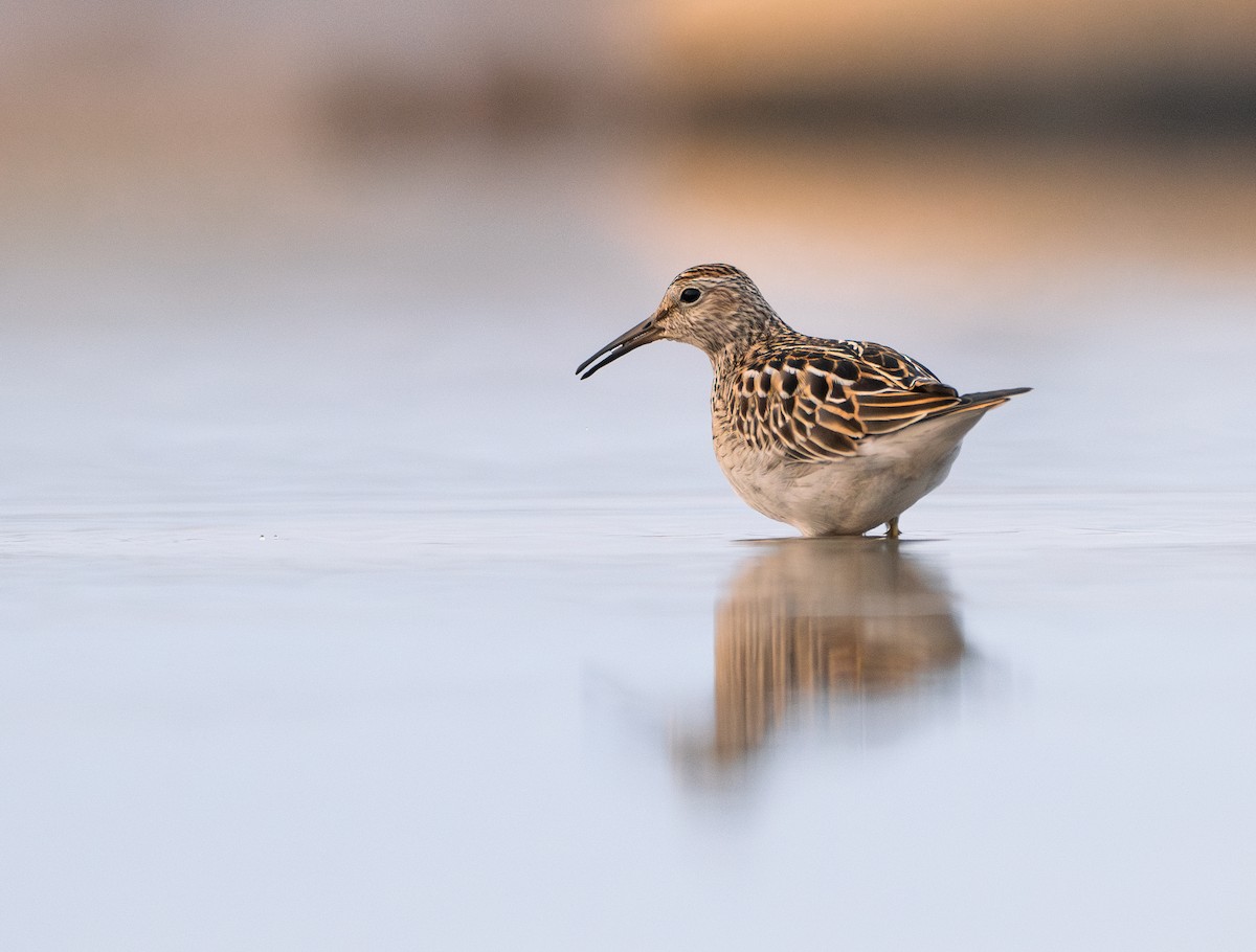 Pectoral Sandpiper - ML645994007