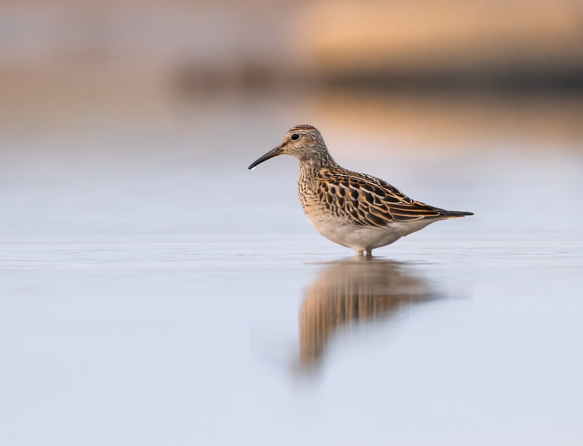 Pectoral Sandpiper - ML645994008