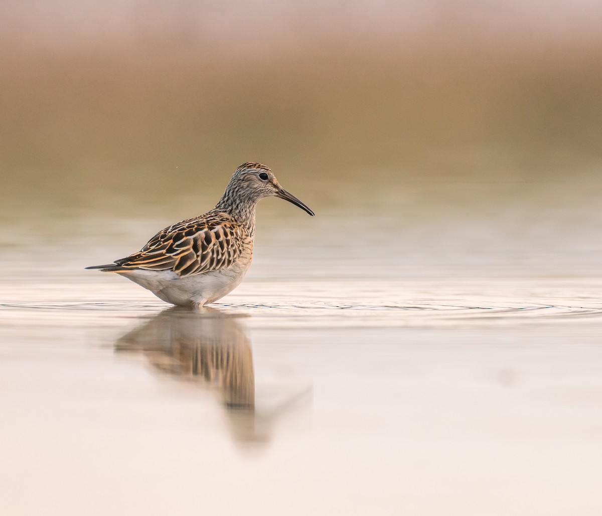 Pectoral Sandpiper - ML645994009