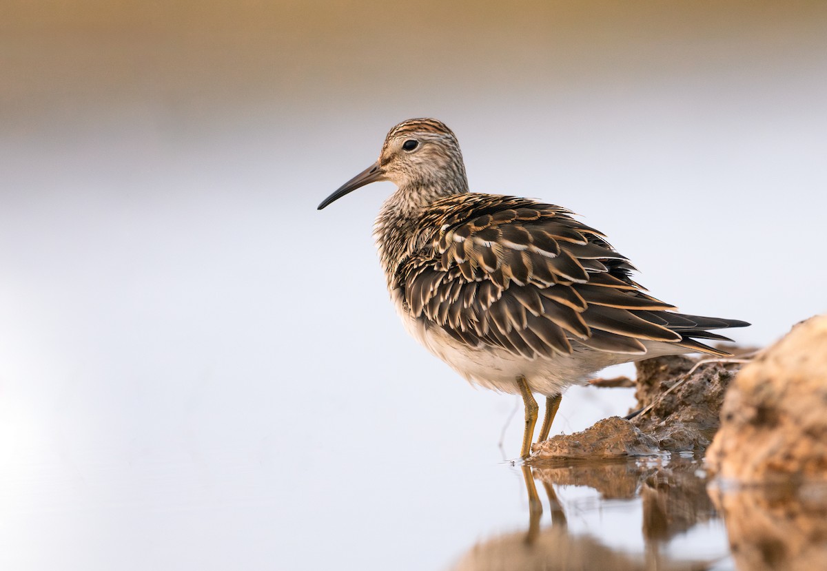 Pectoral Sandpiper - ML645994010