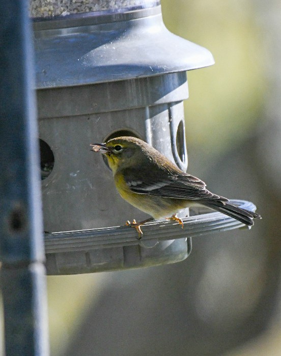 Pine Warbler - ML645994023
