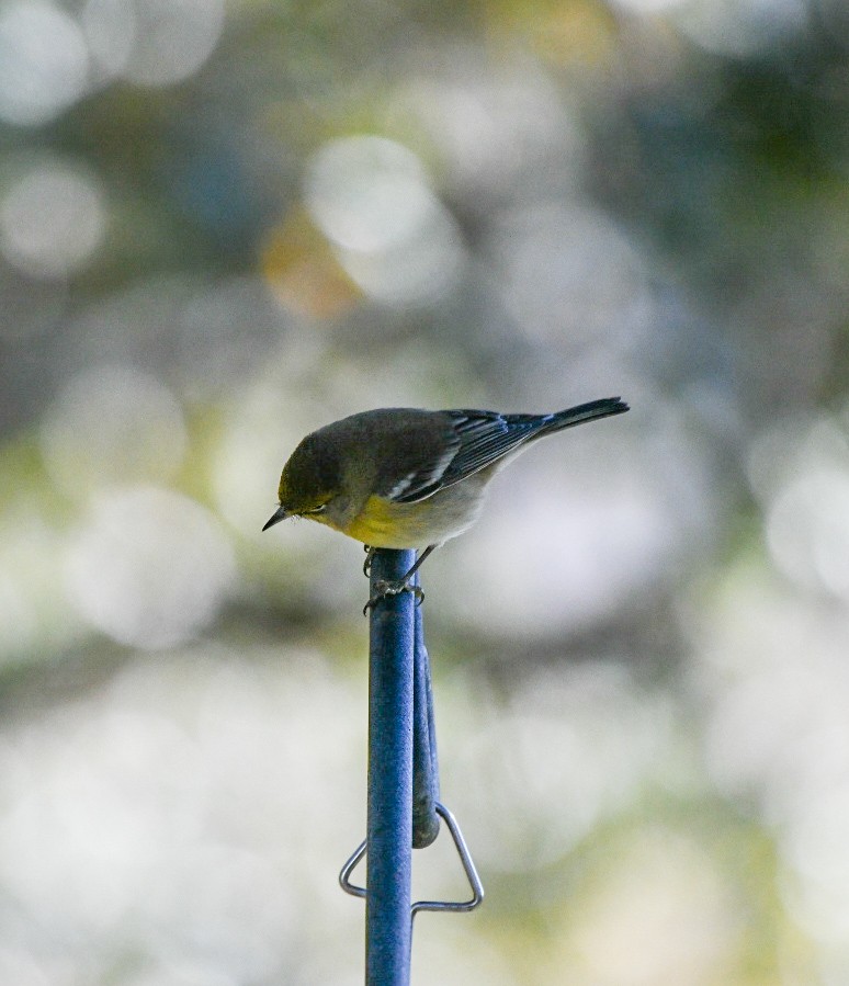 Pine Warbler - ML645994024