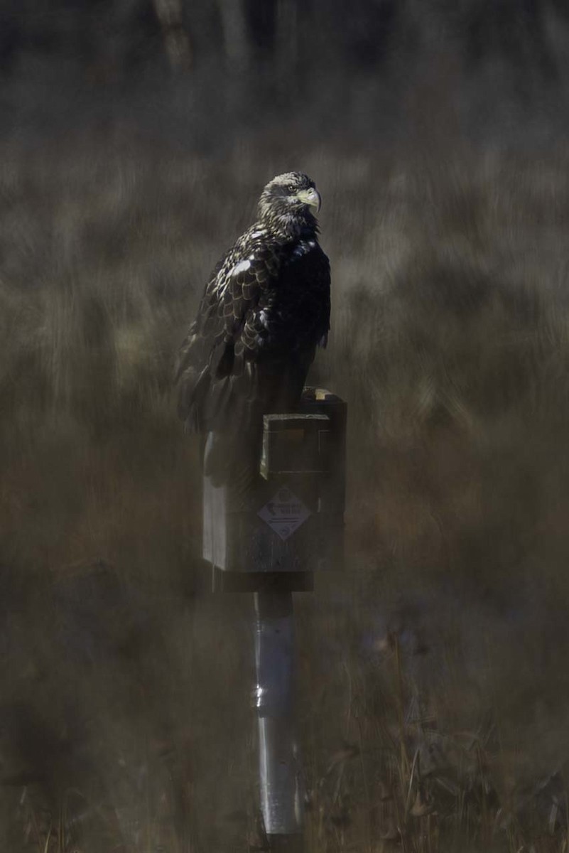 Bald Eagle - ML645994026