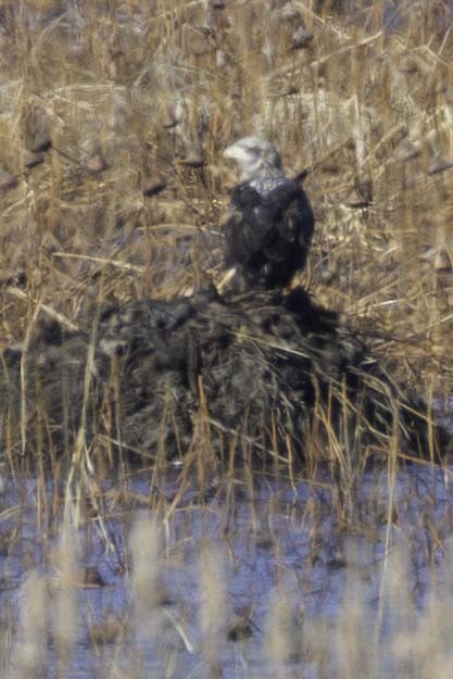 Bald Eagle - ML645994027