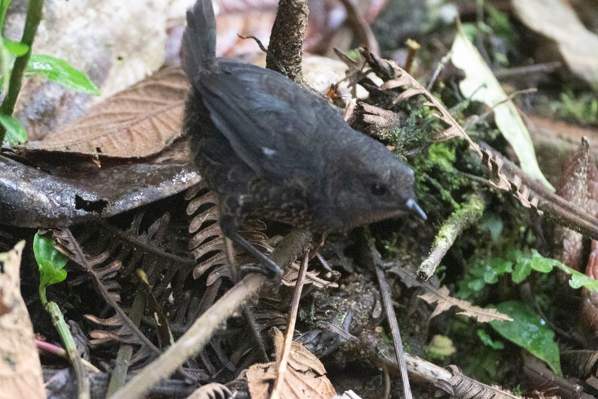 Nariño Tapaculo - ML645994030