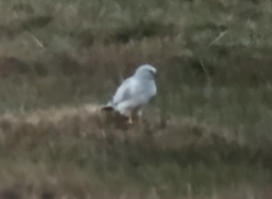 Hen Harrier - ML645994034