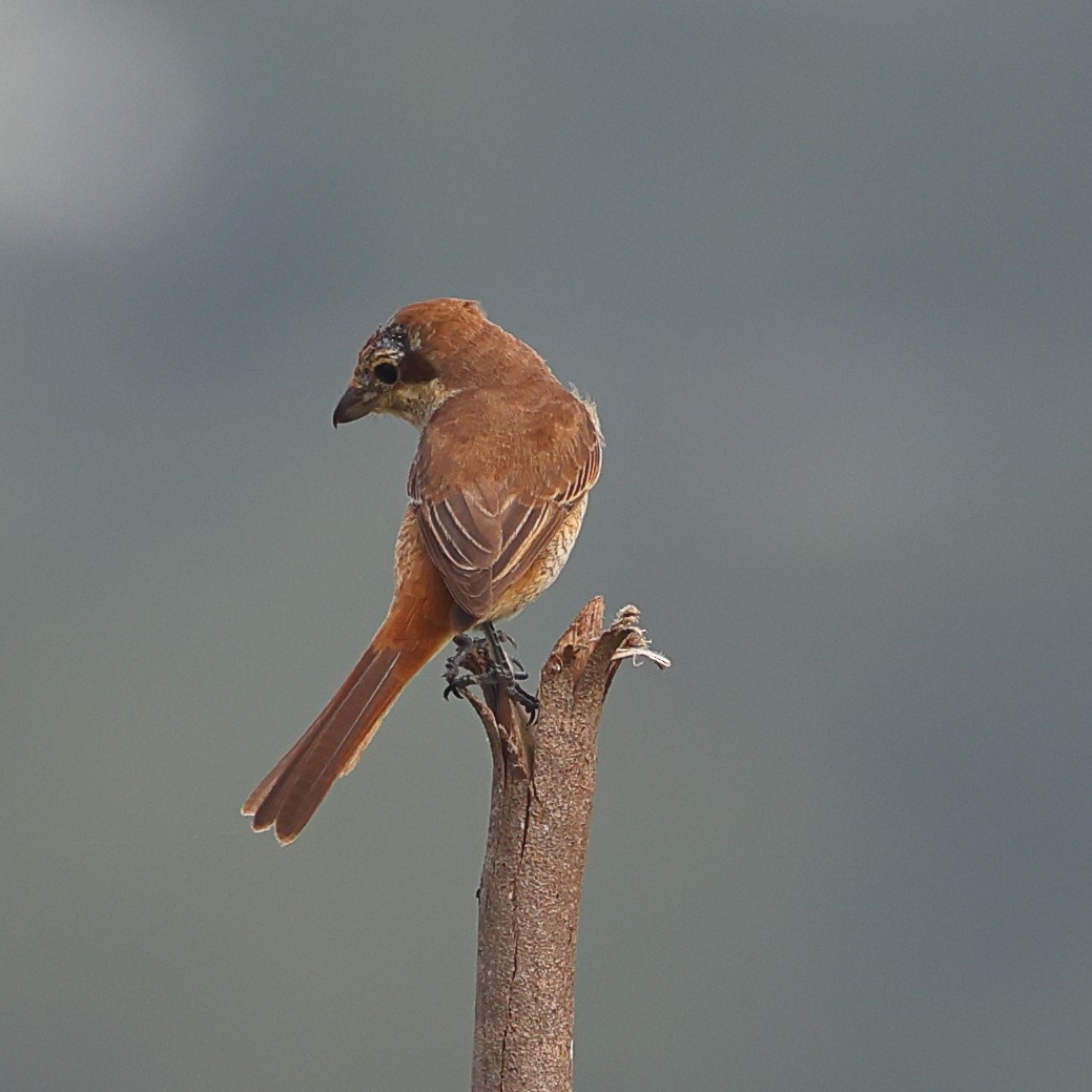 Antzandobi arrea - ML645994042