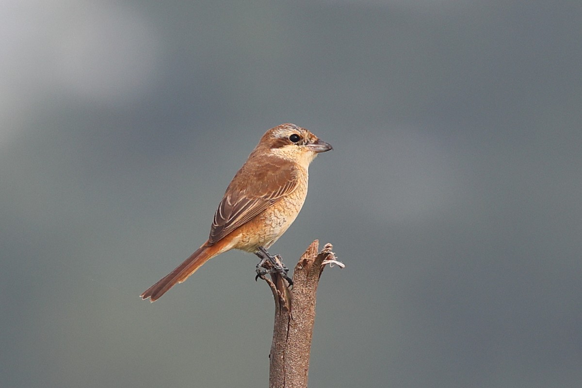 Brown Shrike - ML645994043