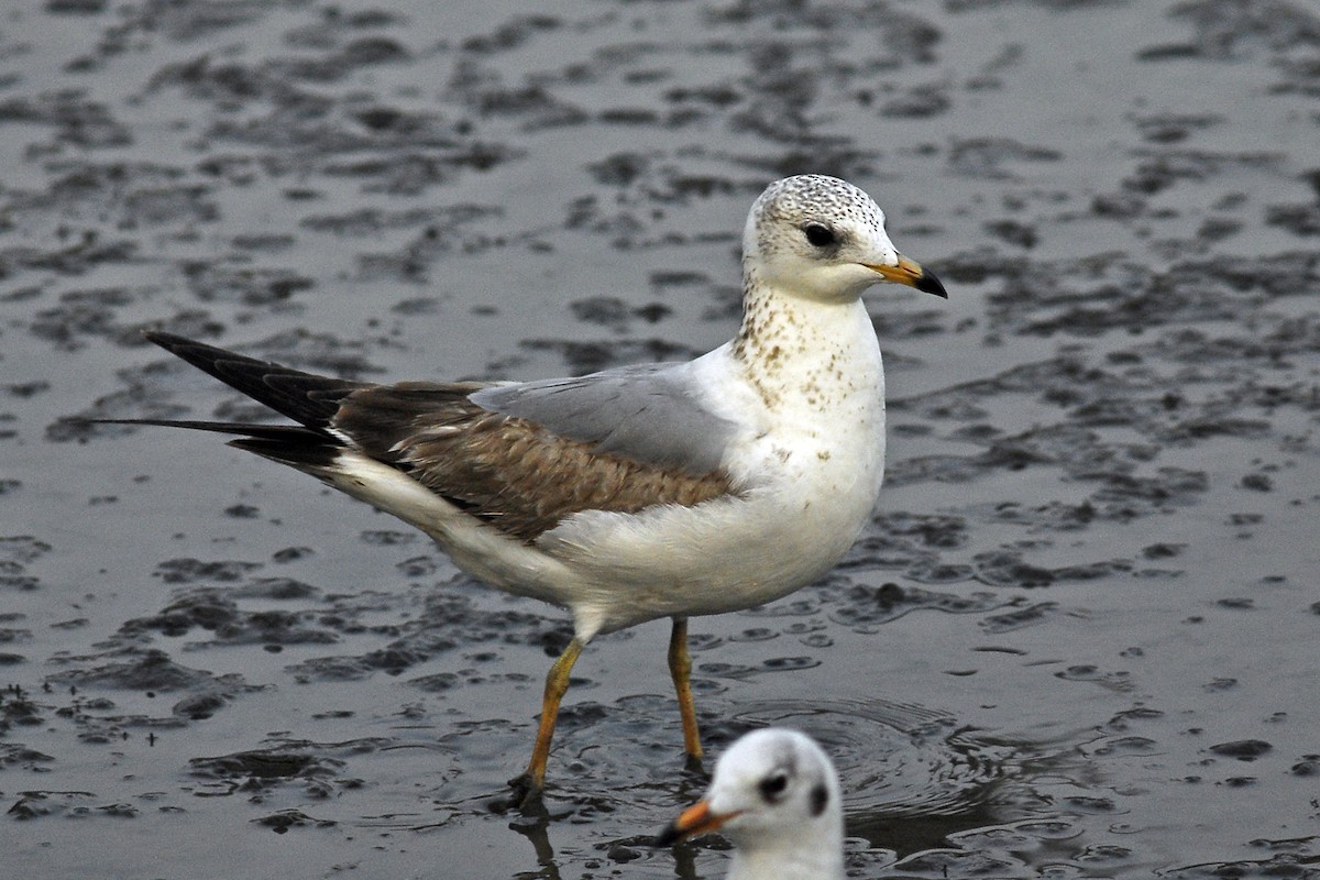 Kaio mokohoria - ML645994052