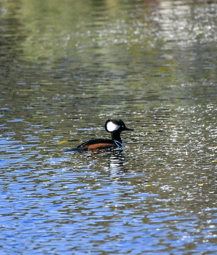 Zerra buruhandia - ML645994053