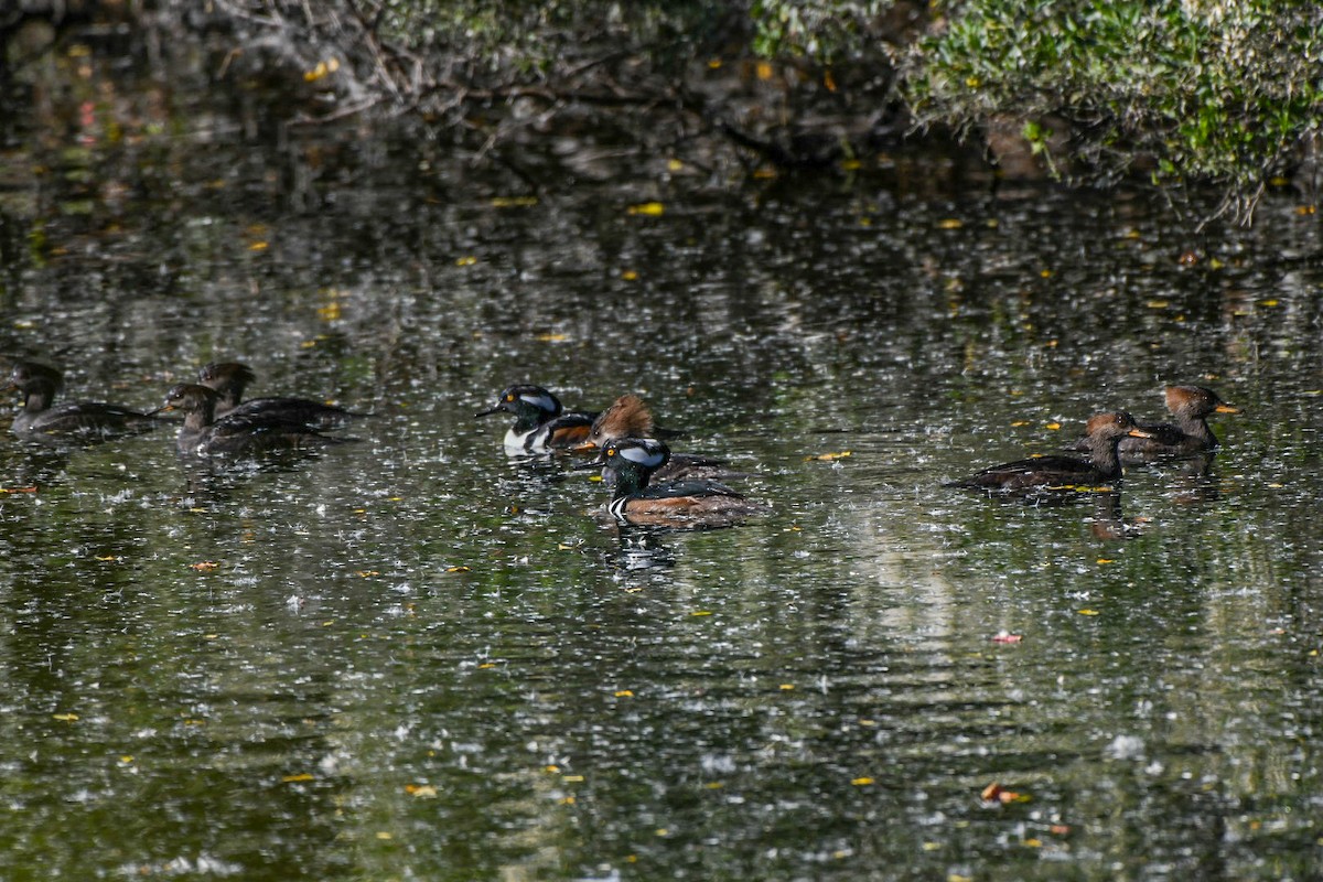 Zerra buruhandia - ML645994054