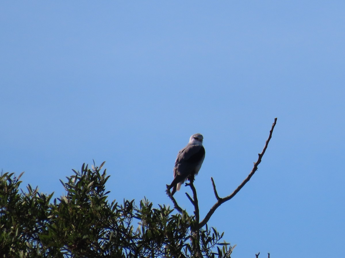 Elano urdina - ML645994055