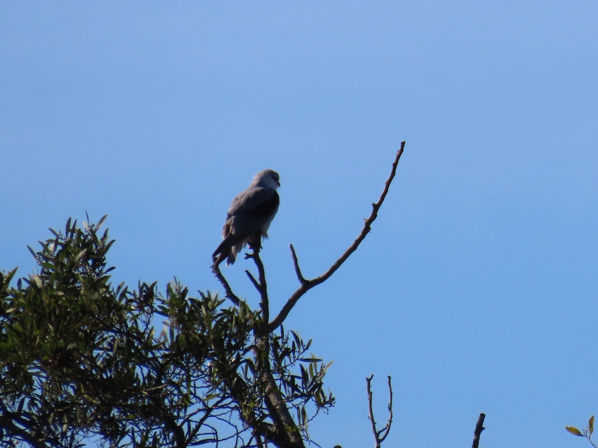 Elano urdina - ML645994056