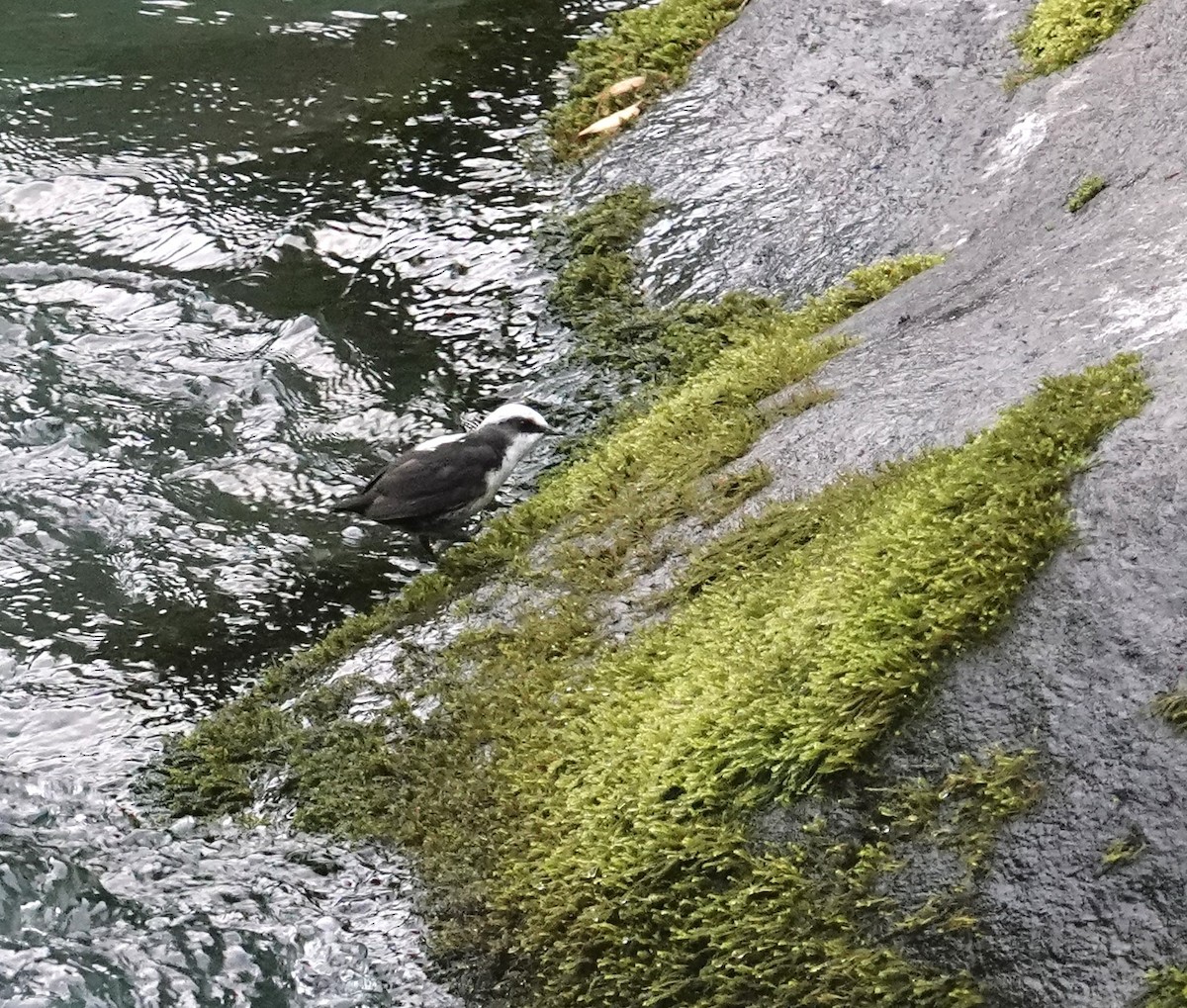 Ur-zozo buruzuria - ML645994057