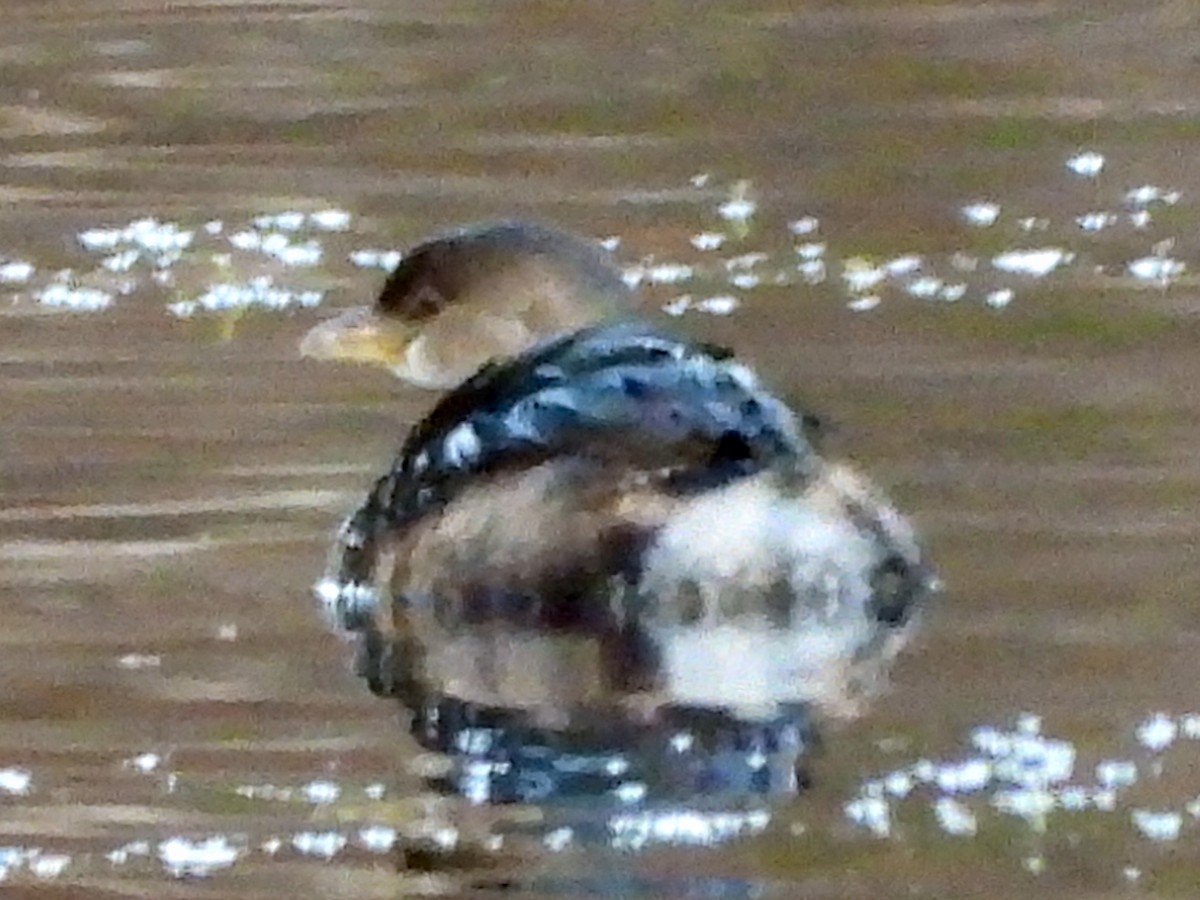 Txilinporta mokolodia - ML645994060